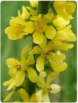 Flores de Bach Agrimony Agrimonia