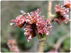 Flor de bach Elm – Olmo