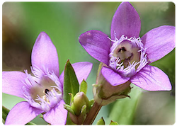 Flor de bach GENTIAN - GENCIANA