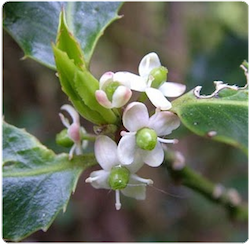 Flor de bach Holly – Acebo