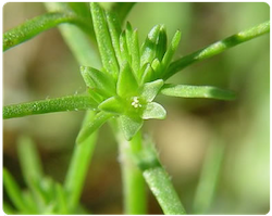 Flor de bach SCLERABTHUS - SCLERABTHUS