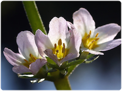Flor de bach Water Violet – Violeta de agua