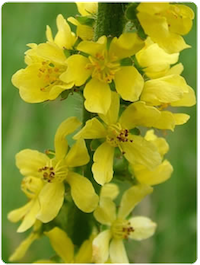 Terapia con flores de bach